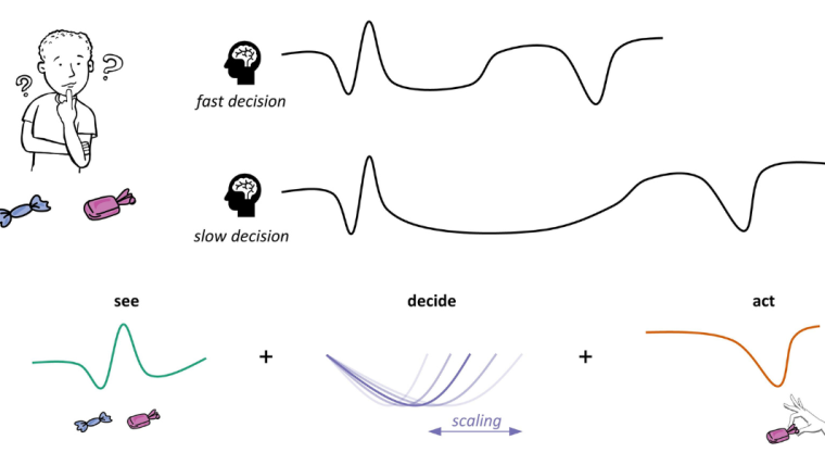 Decisions occur over different timescales. For example, choosing a candy can be a fast decision or a slow decision. Decision-related brain activity appears to stretch or “scale” across time for slower decisions. Our method separates stretched activity from non-stretched activity (e.g., the activity that occurs when you see the candies).