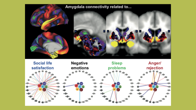 Scans of the amygdala showing connectivity related to social life satisfaction, negative emotions, sleep problems and anger/rejection.