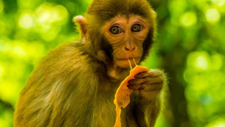 Photo of a brown monkey eating fruit