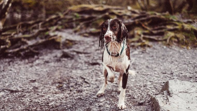 Wet brown and white spaniel standing outside in nature with front paw raised