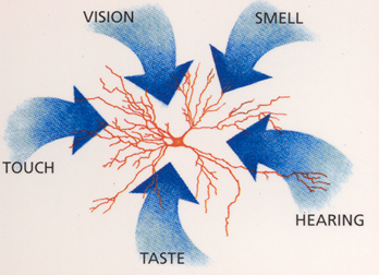 sensory perception example